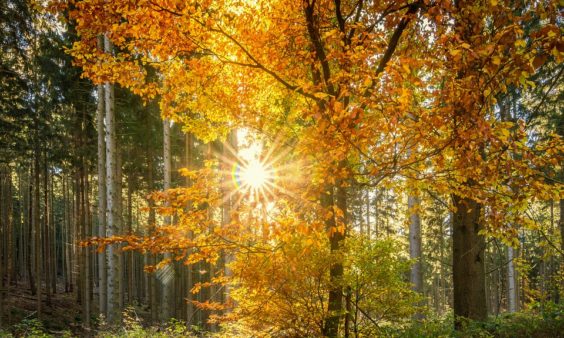 Sylvothérapie : le bien-être par les arbres